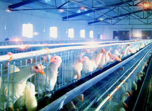 养殖场电采暖,猪舍电采暖,孵化养鸡场电采暖 